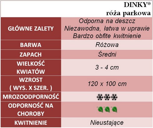 Dinky róże parkowe gł.zal